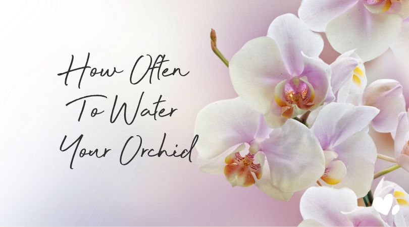 How Frequently Should You Water An Orchid? – Love Orchids