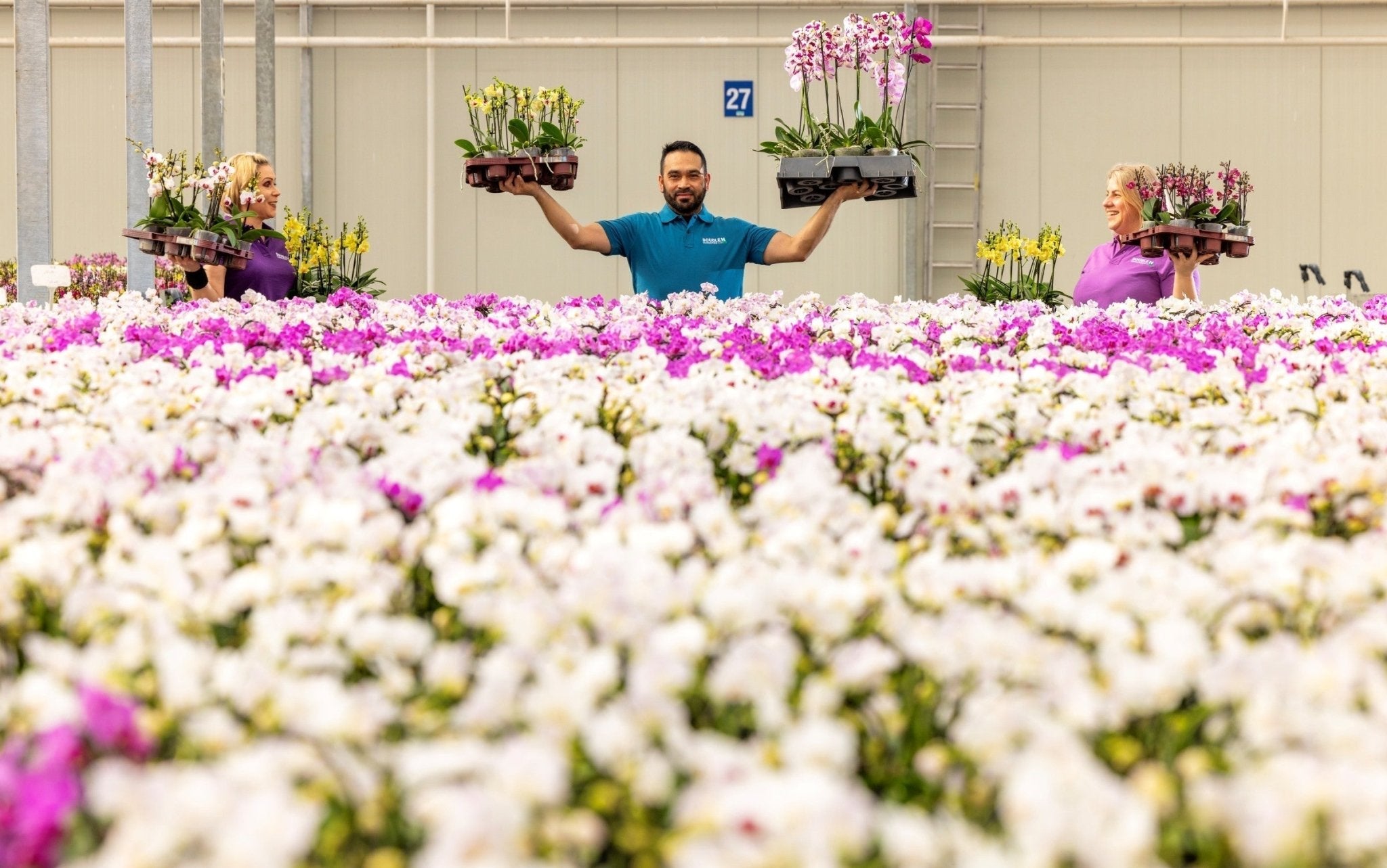 Celebrating 5 Years of Love Orchids: A British Family Grower Story - Love Orchids