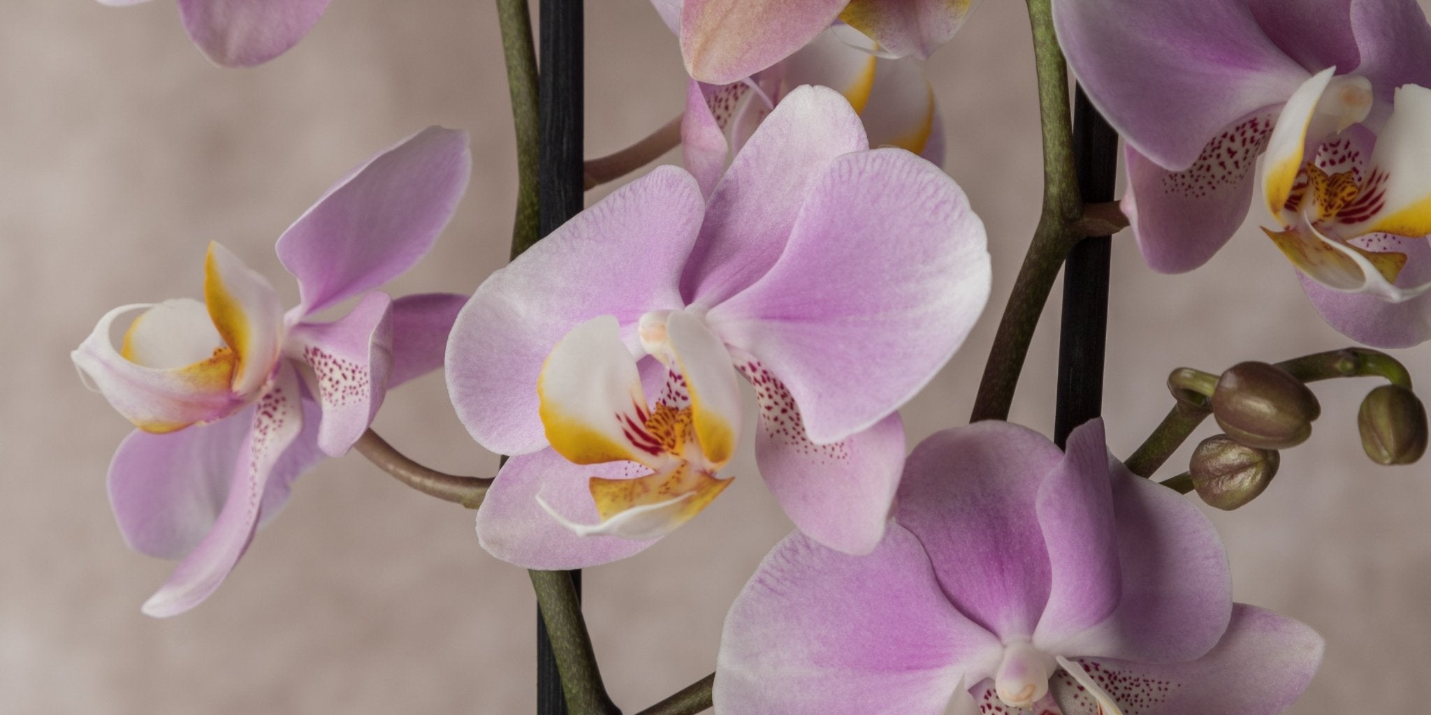 Expert Orchid care tips - Love Orchids