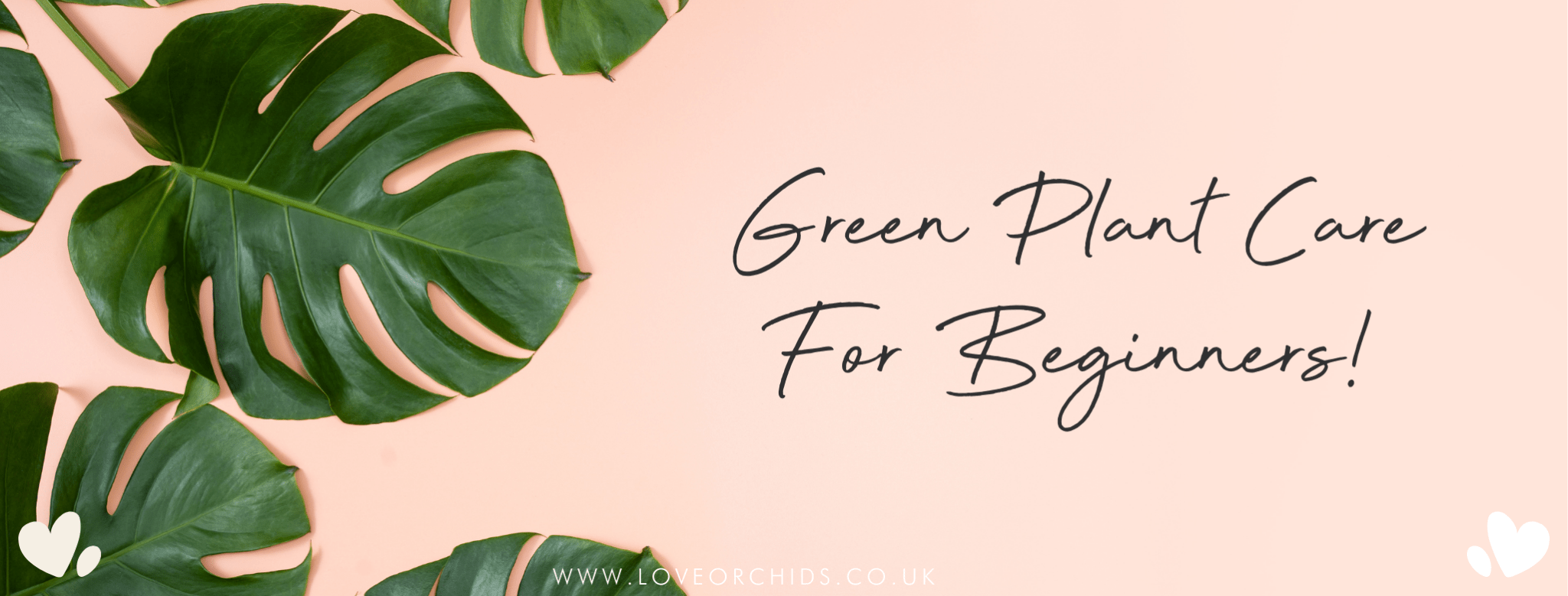 Green Plant Care For Beginners - Love Orchids