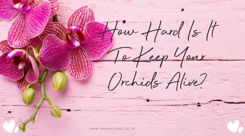 How Hard Is It To Keep Your Orchids Alive? - Love Orchids