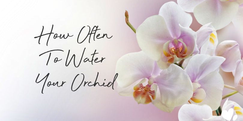 How Often Should You Water An Orchid? - Love Orchids