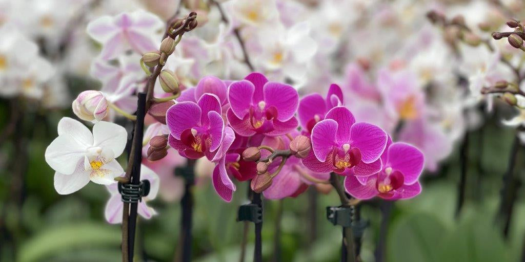 How To Care For Your Orchid In Hot Weather - Love Orchids