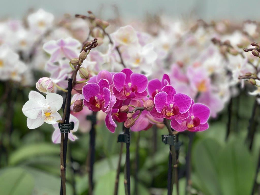 How To Care For Your Orchid In Hot Weather - Love Orchids