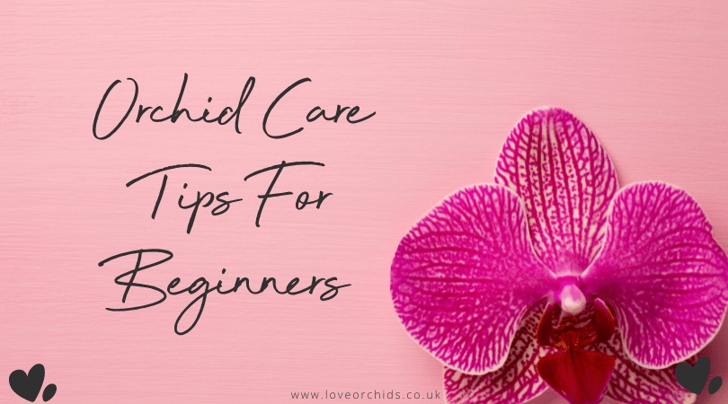 Orchid Care Tips For Beginners! - Love Orchids