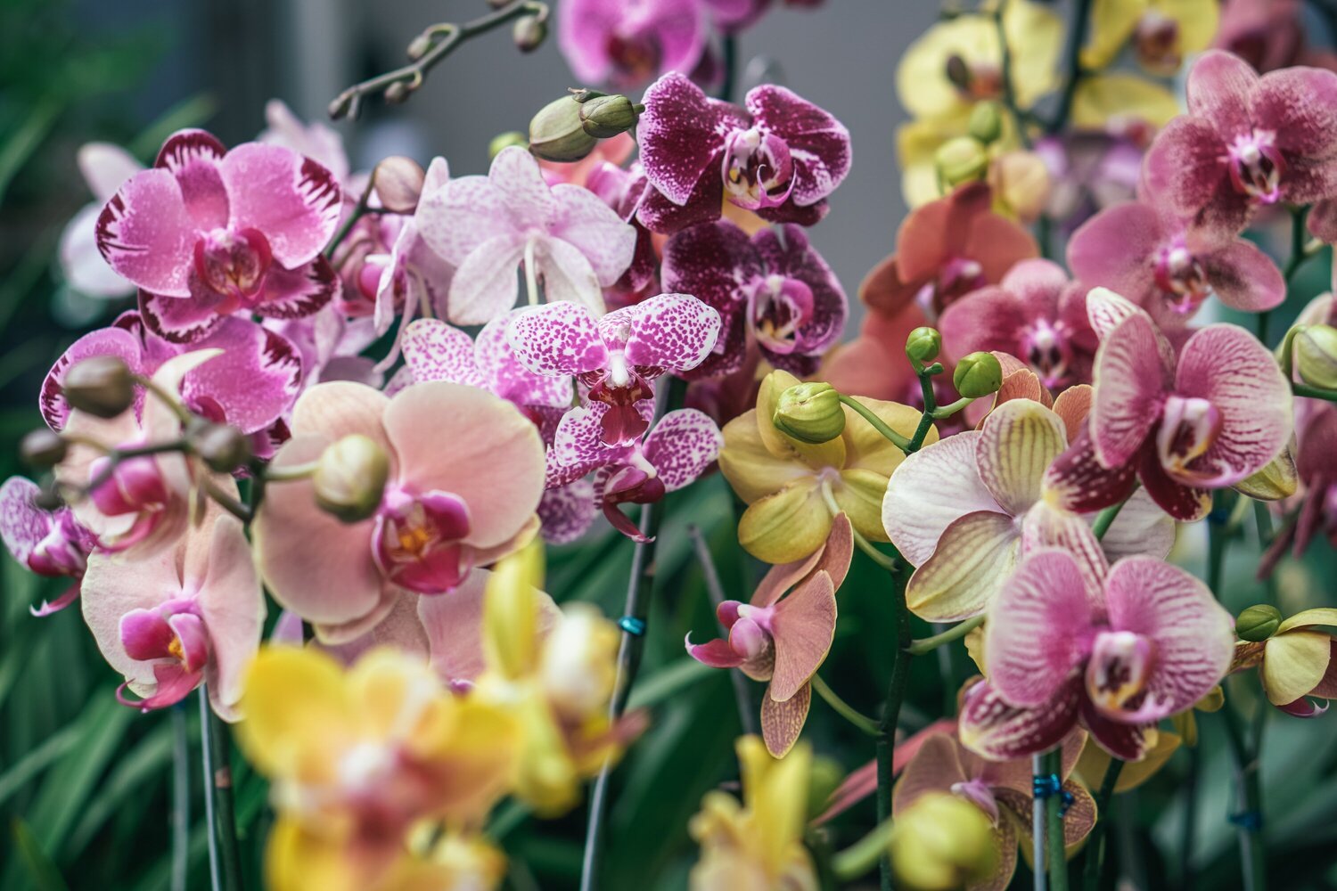 The Language of Orchids: Orchid Colour Meanings - Love Orchids