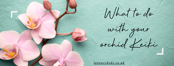 What Do You Do With Orchid Babies? - Love Orchids