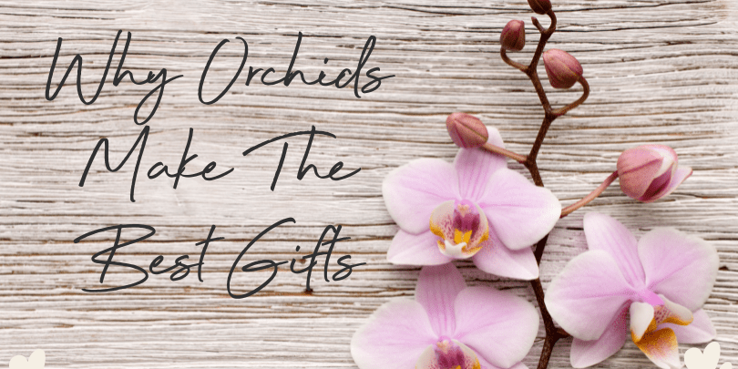 Why Orchids Make The Best Gifts - Love Orchids