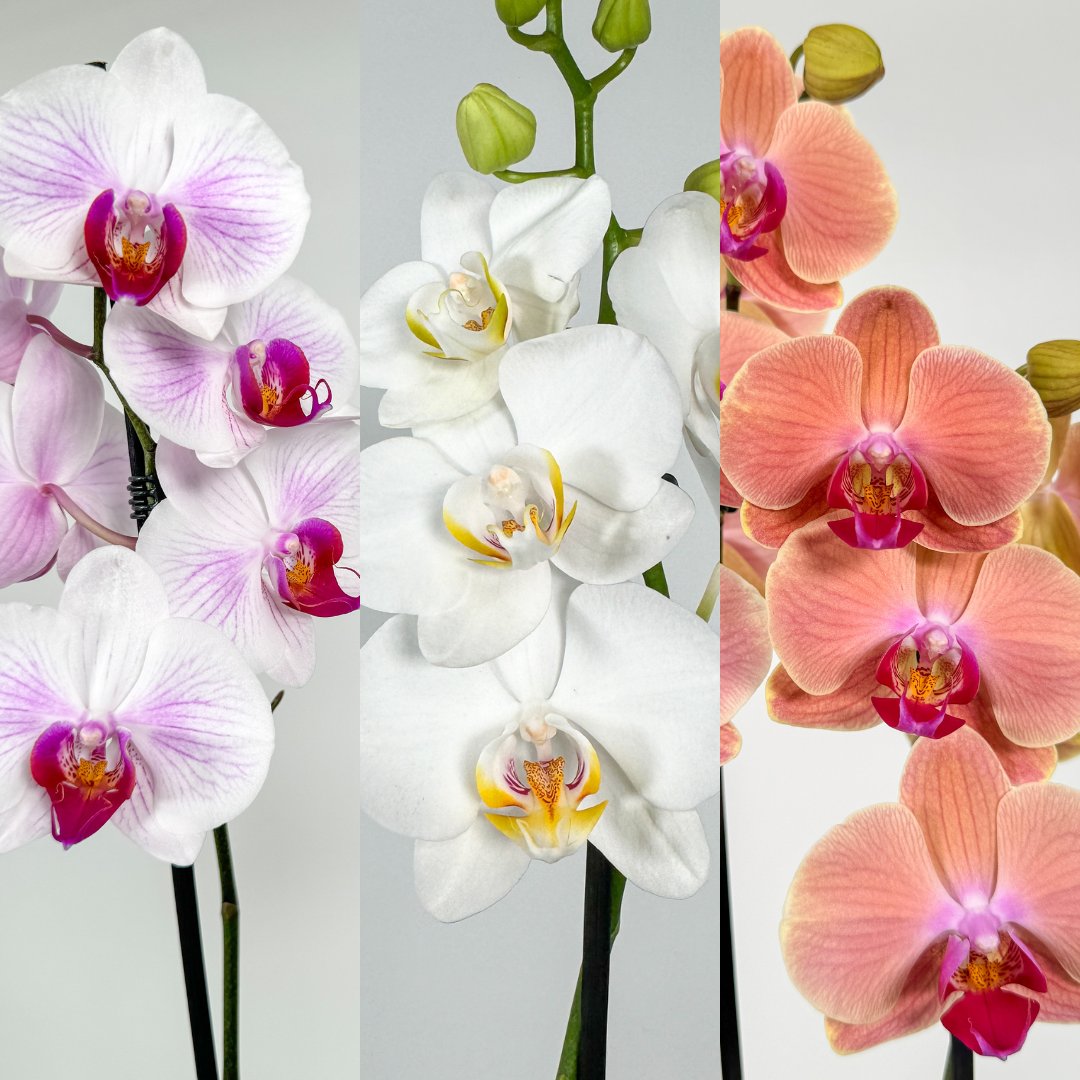 Collector's Orchids - Love Orchids