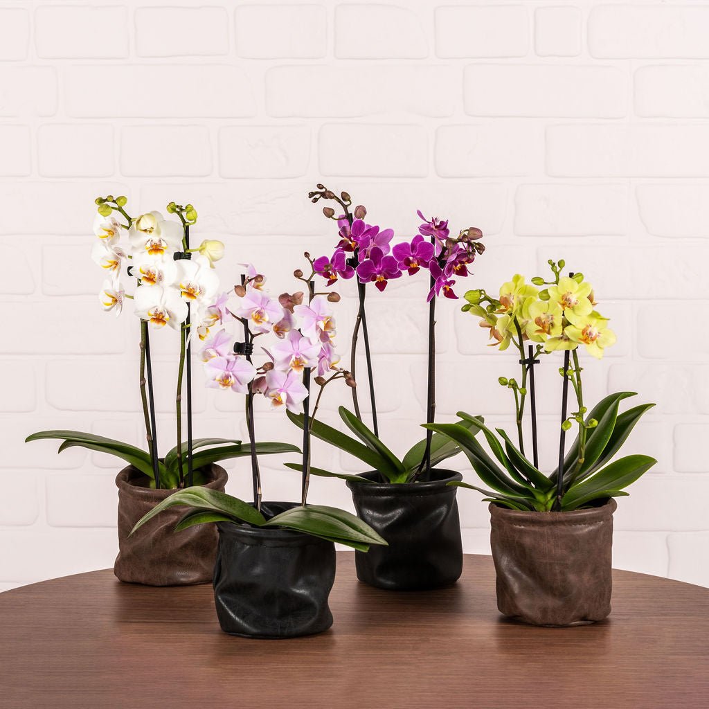 Miniature Orchids - Love Orchids