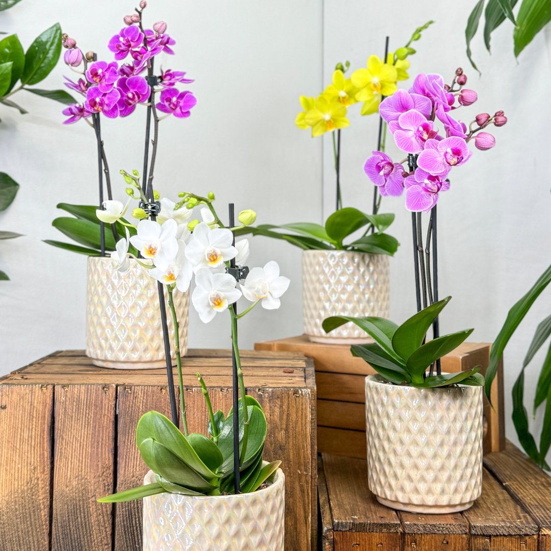 Miniature Orchids - Love Orchids