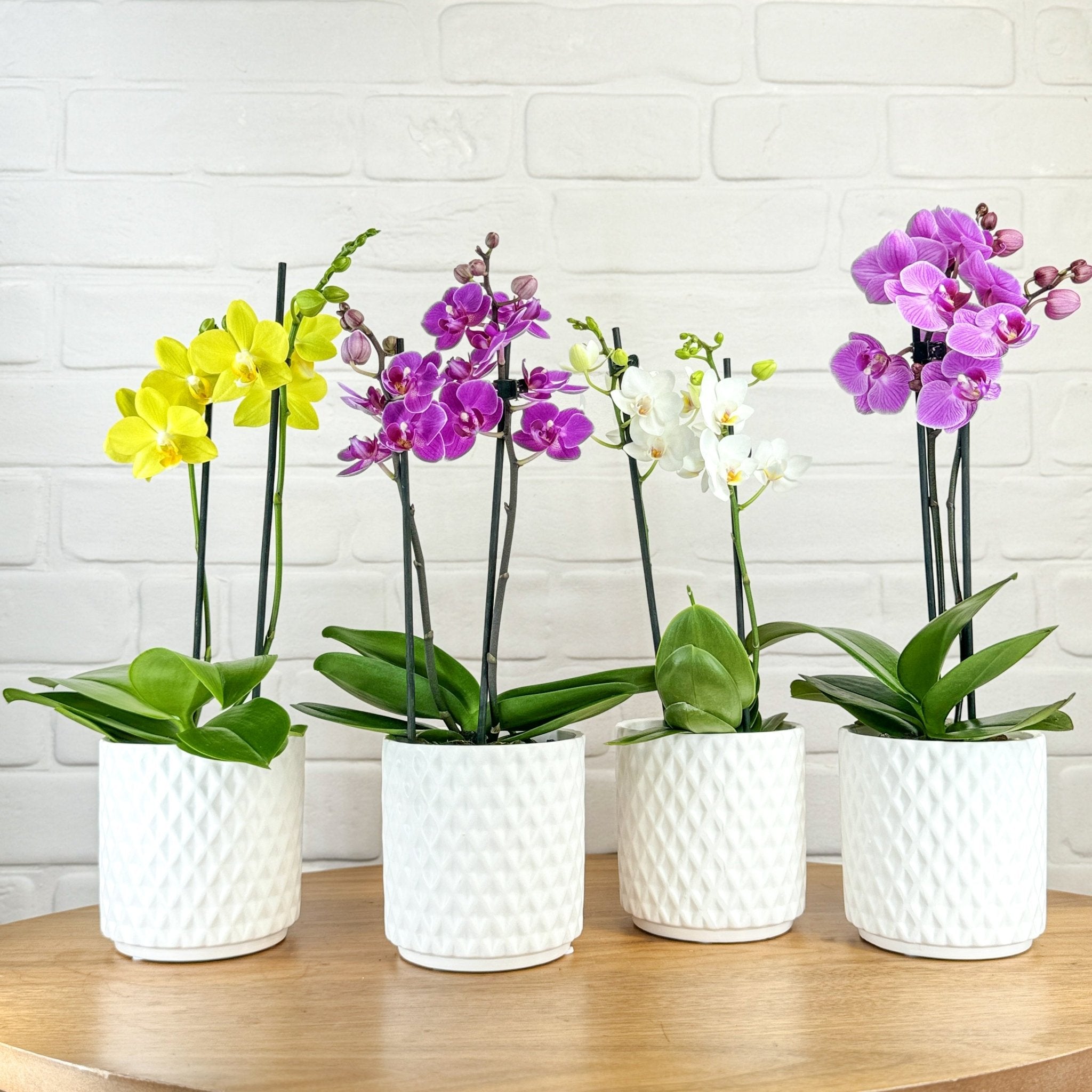 Ashurst: Mini Orchid Ceramic - Love Orchids