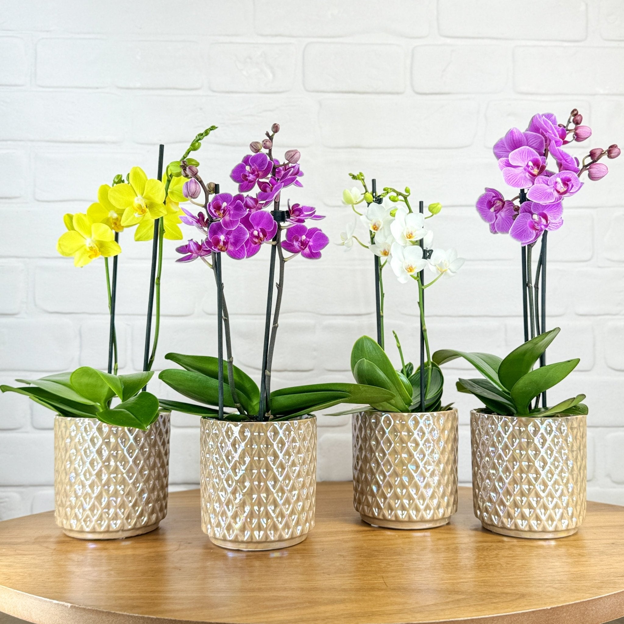 Ashurst: Mini Orchid Ceramic - Love Orchids