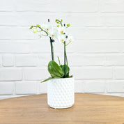 Ashurst: Mini Orchid Ceramic - Love Orchids