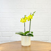 Ashurst: Mini Orchid Ceramic - Love Orchids