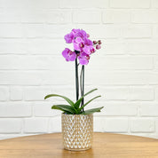 Ashurst: Mini Orchid Ceramic - Love Orchids