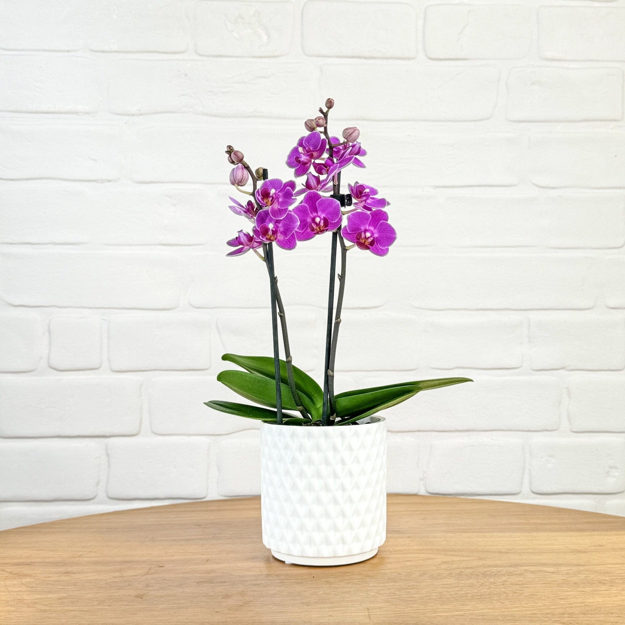 Ashurst: Mini Orchid Ceramic - Love Orchids