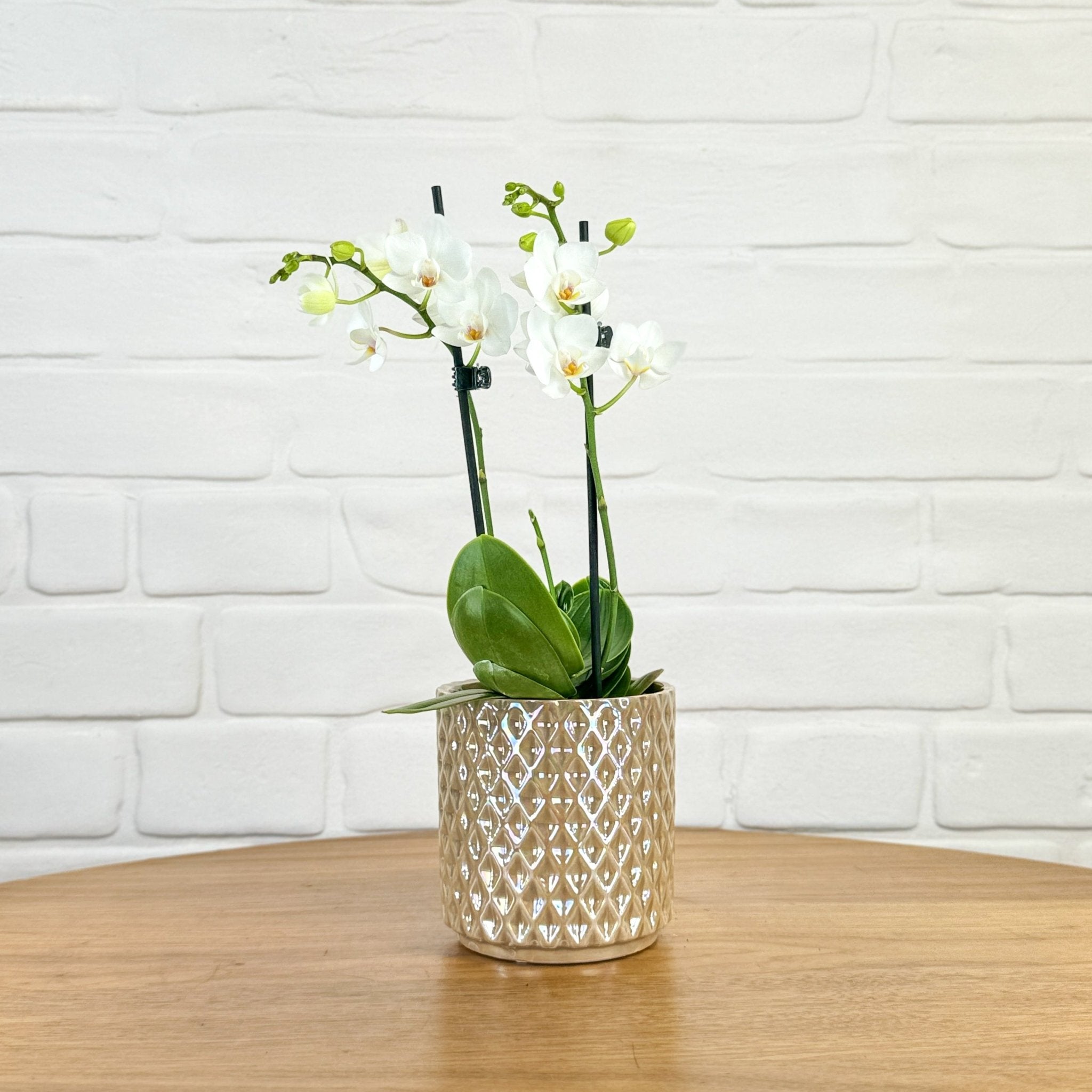 Ashurst: Mini Orchid Ceramic - Love Orchids