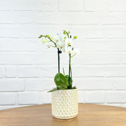 Ashurst: Mini Orchid Ceramic - Love Orchids