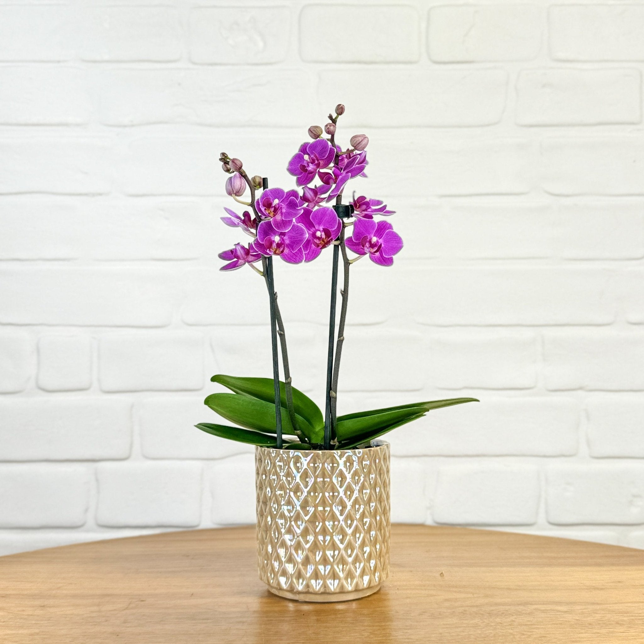 Ashurst: Mini Orchid Ceramic - Love Orchids