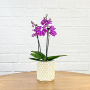 Ashurst: Mini Orchid Ceramic - Love Orchids