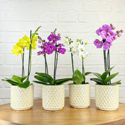 Ashurst: Mini Orchid Ceramic - Love Orchids