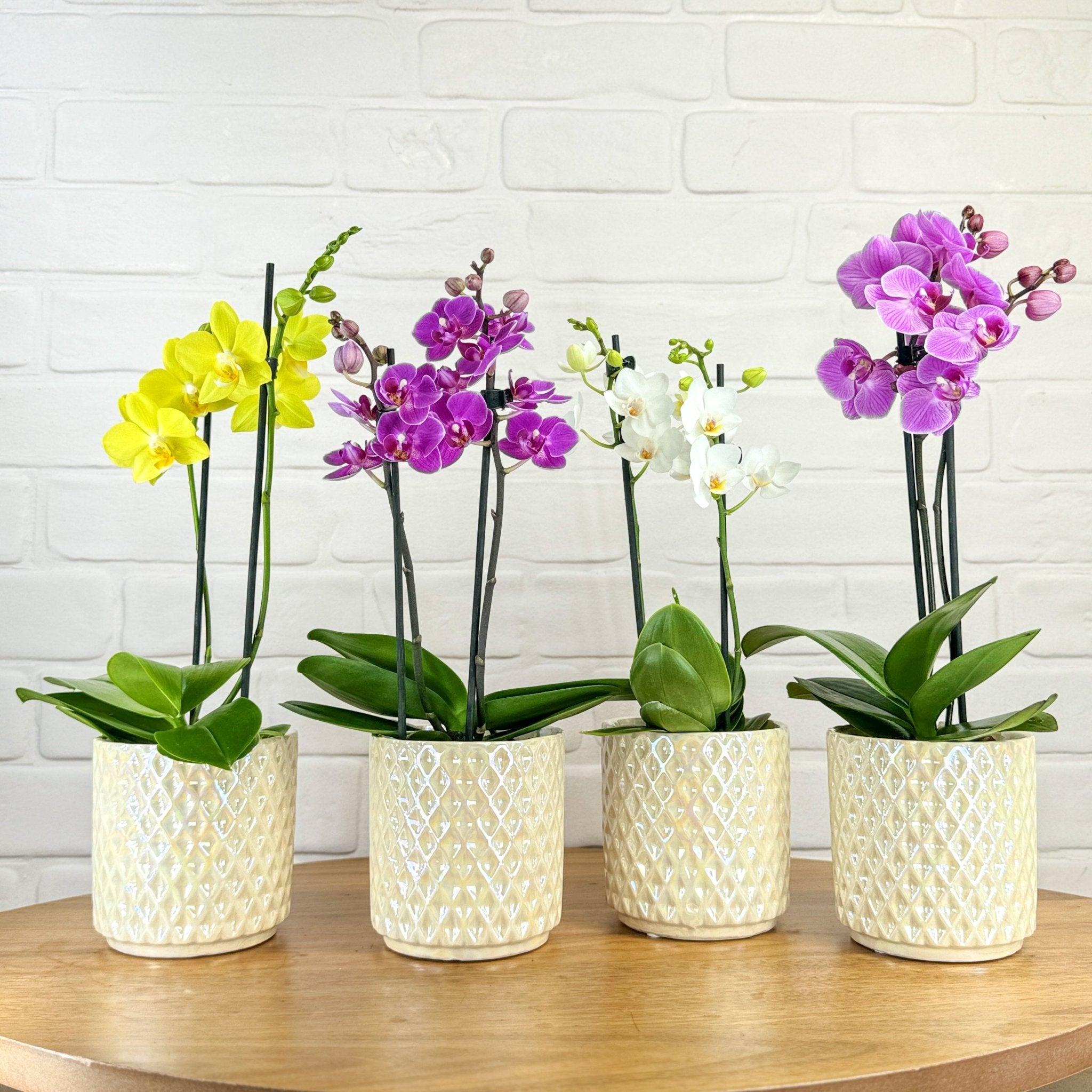 Ashurst: Mini Orchid Ceramic - Love Orchids