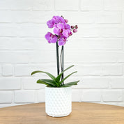 Ashurst: Mini Orchid Ceramic - Love Orchids