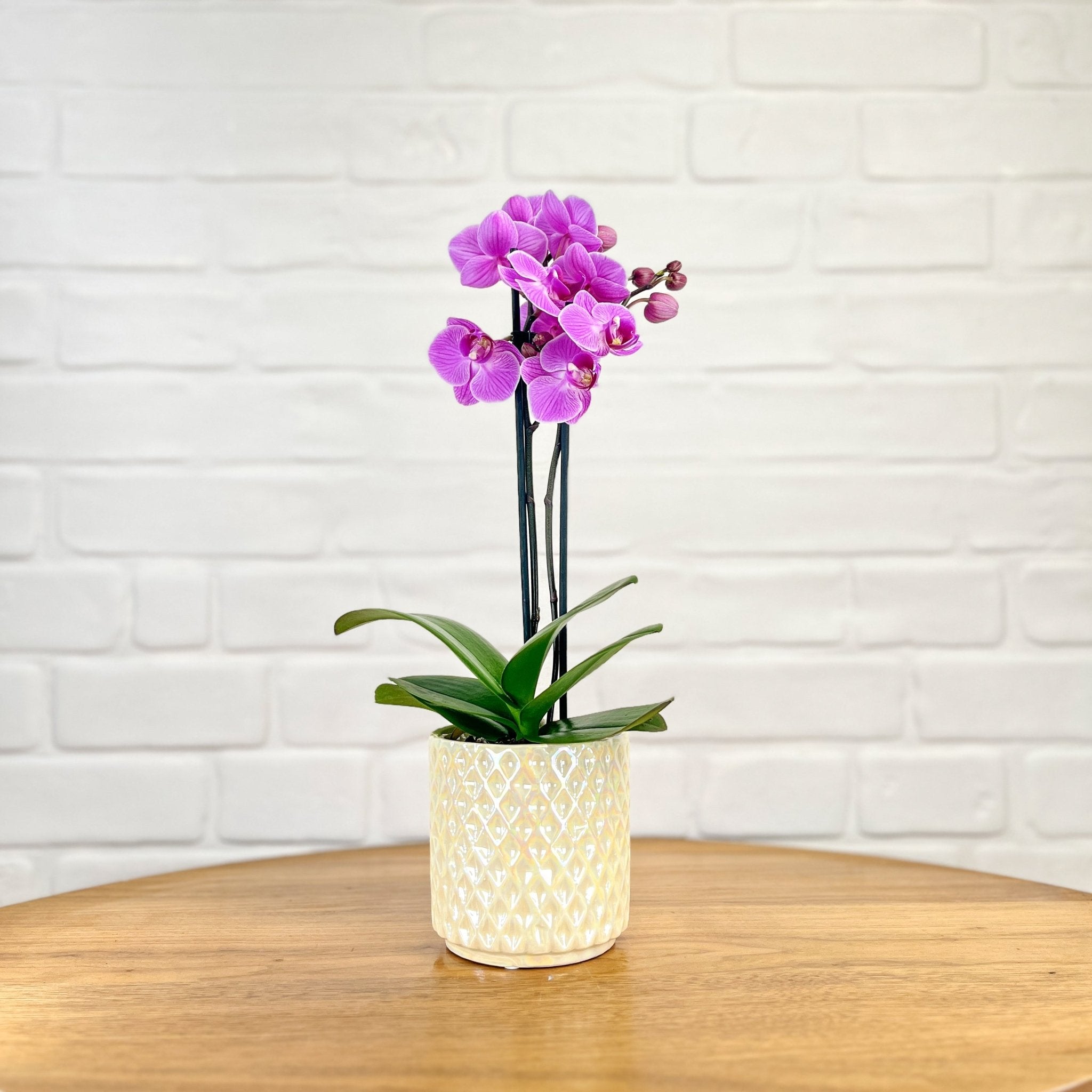 Ashurst: Mini Orchid Ceramic - Love Orchids