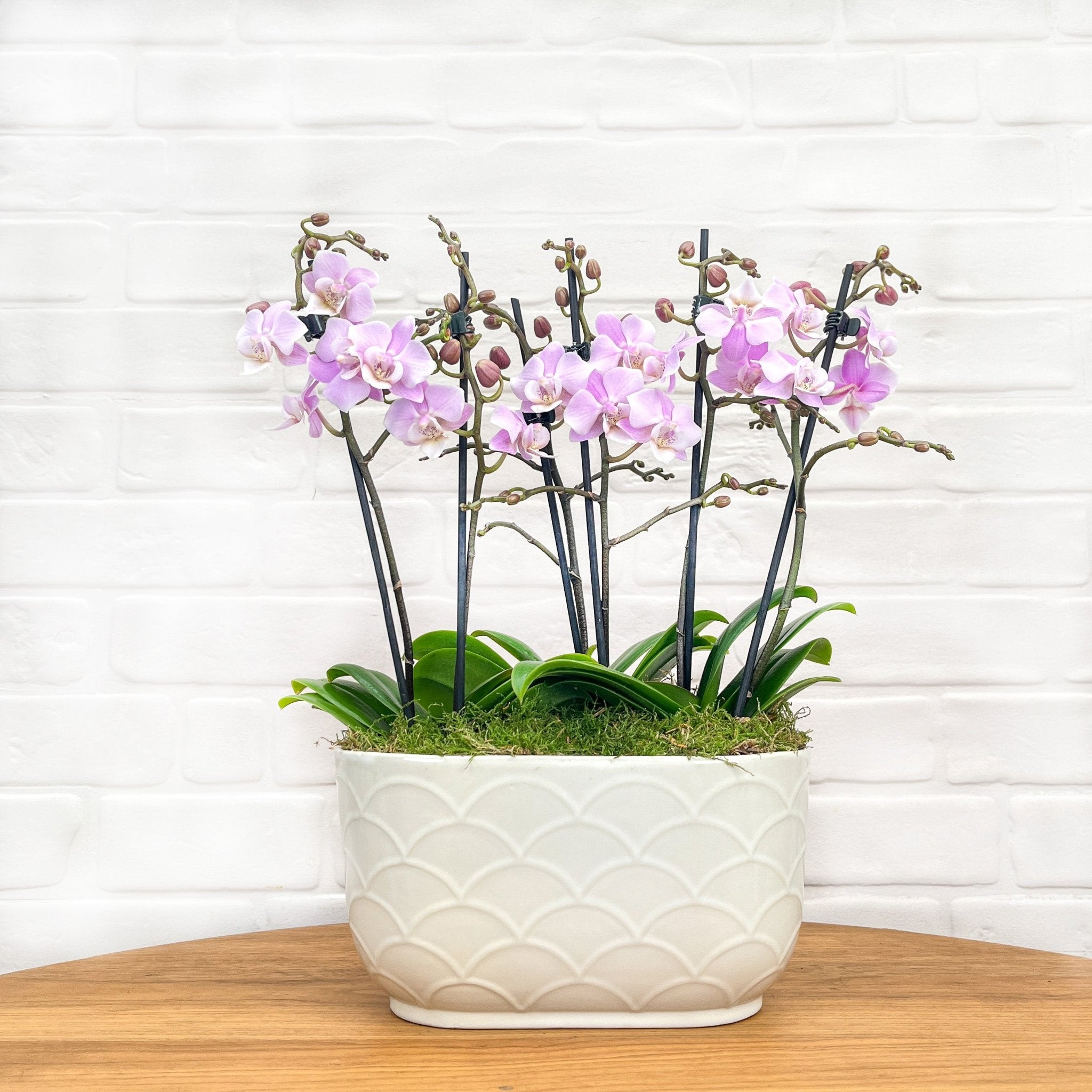 Chewton: Trio Orchid in Ceramic Pot - Love Orchids