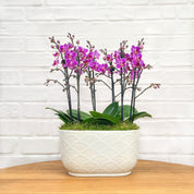 Chewton: Trio Orchid in Ceramic Pot - Love Orchids