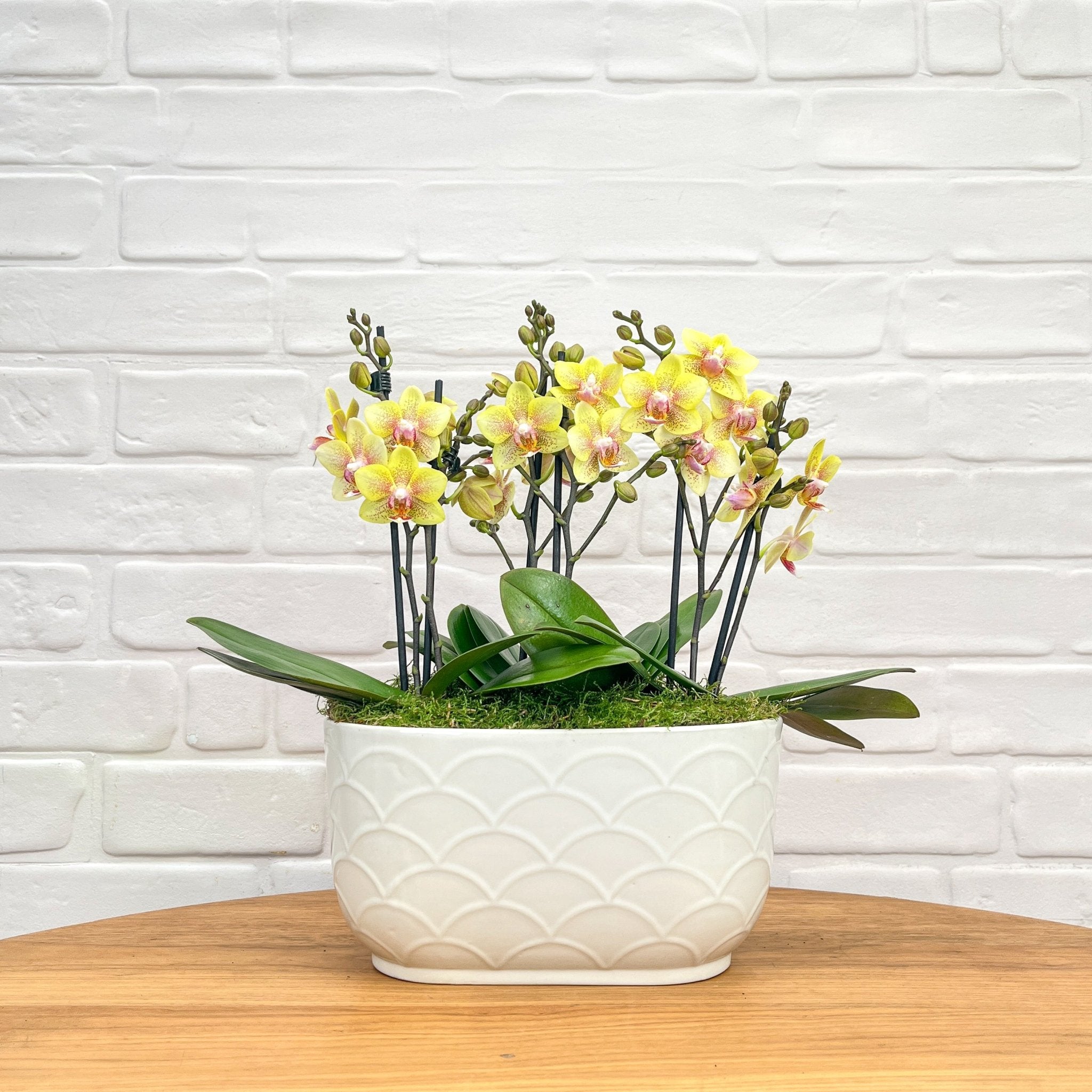 Chewton: Trio Orchid in Ceramic Pot - Love Orchids