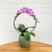 Downton: Large Hoop Orchid - Love Orchids