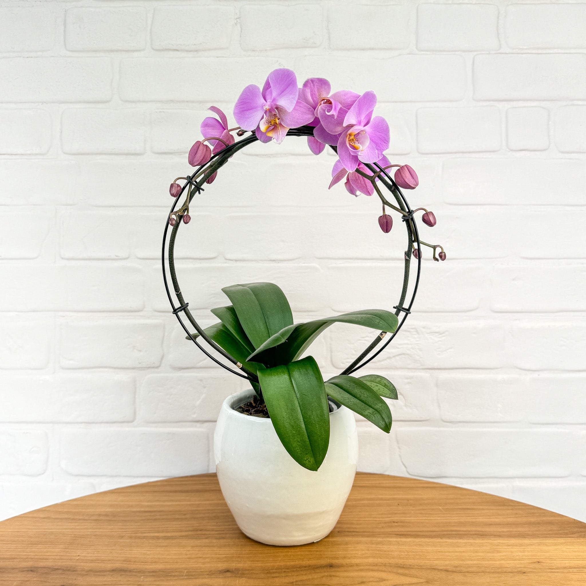 Downton: Large Hoop Orchid - Love Orchids