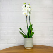 Sway: Large Orchid in Ceramic - Love Orchids