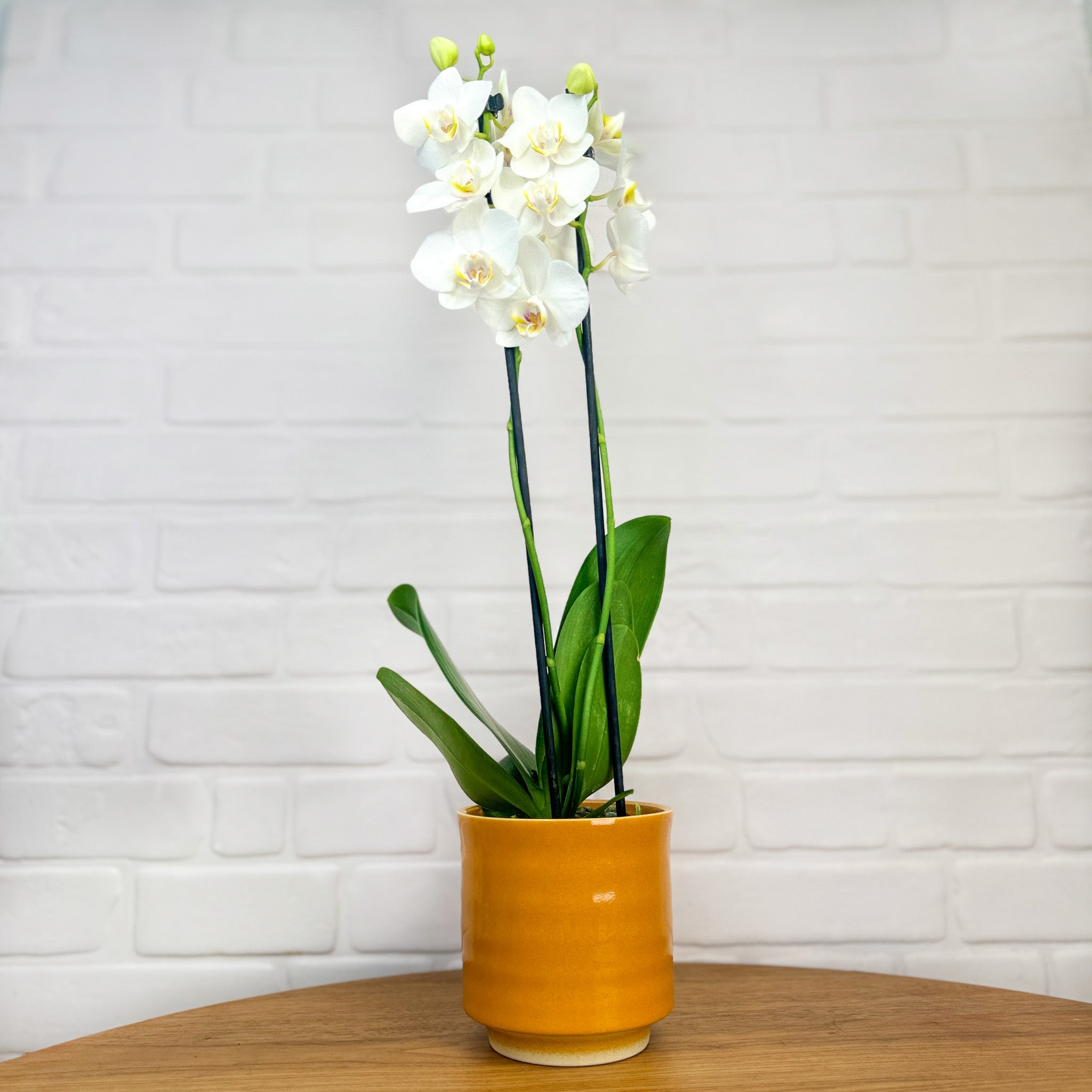 Sway: Large Orchid in Ceramic - Love Orchids