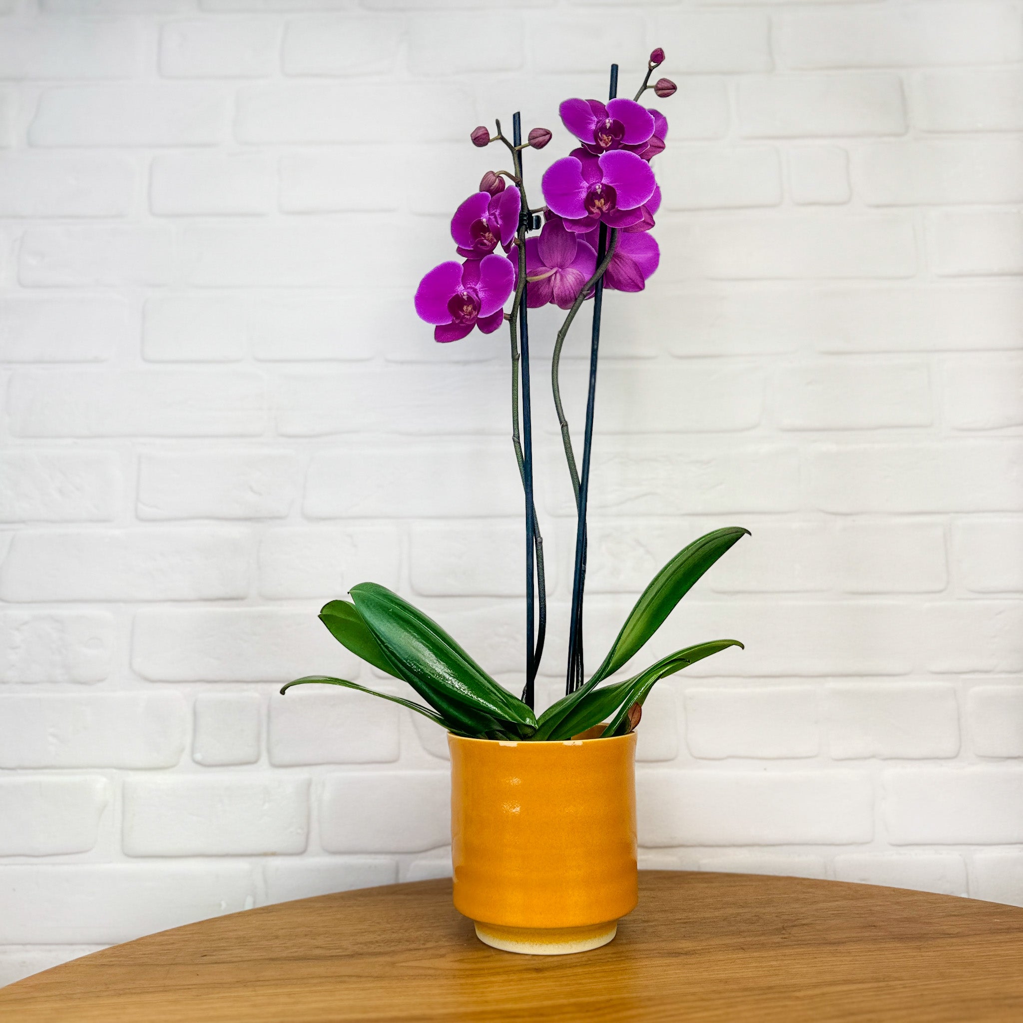 Sway: Large Orchid in Ceramic - Love Orchids