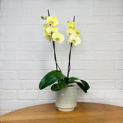 Sway: Large Orchid in Ceramic - Love Orchids