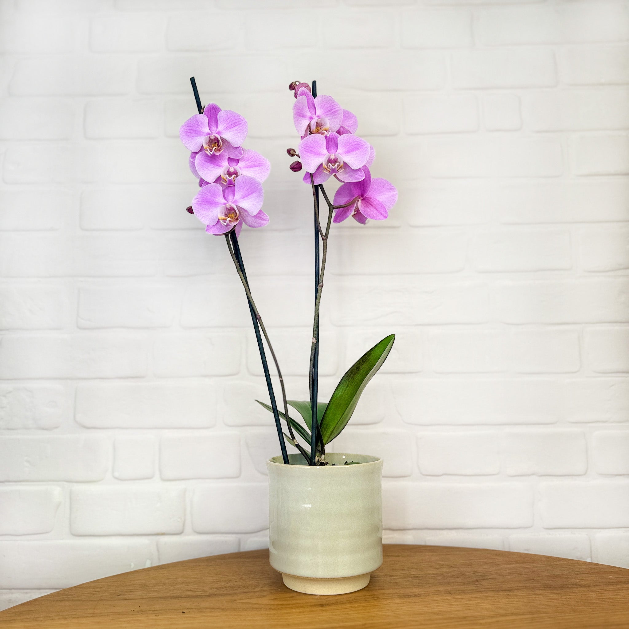 Sway: Large Orchid in Ceramic - Love Orchids