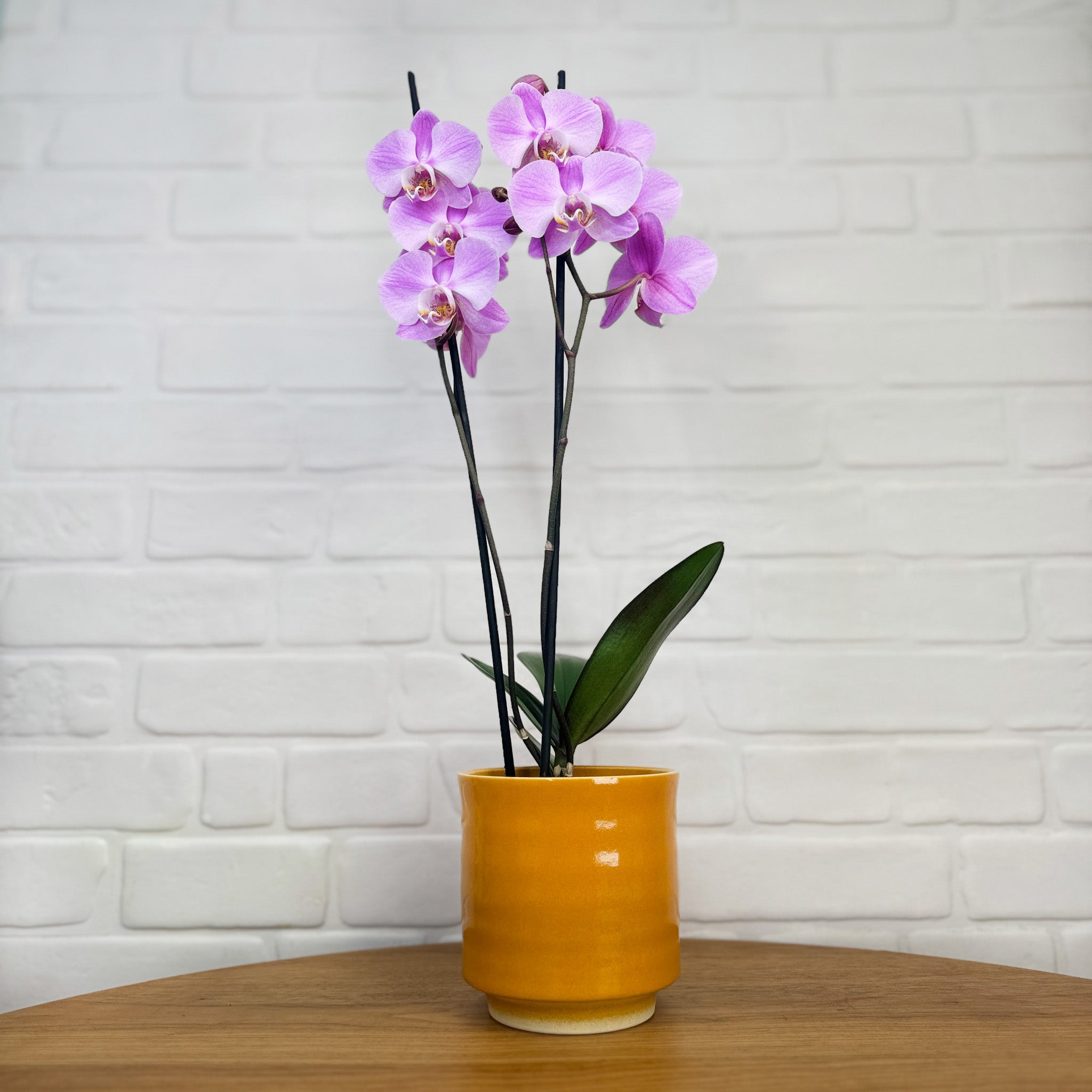 Sway: Large Orchid in Ceramic - Love Orchids