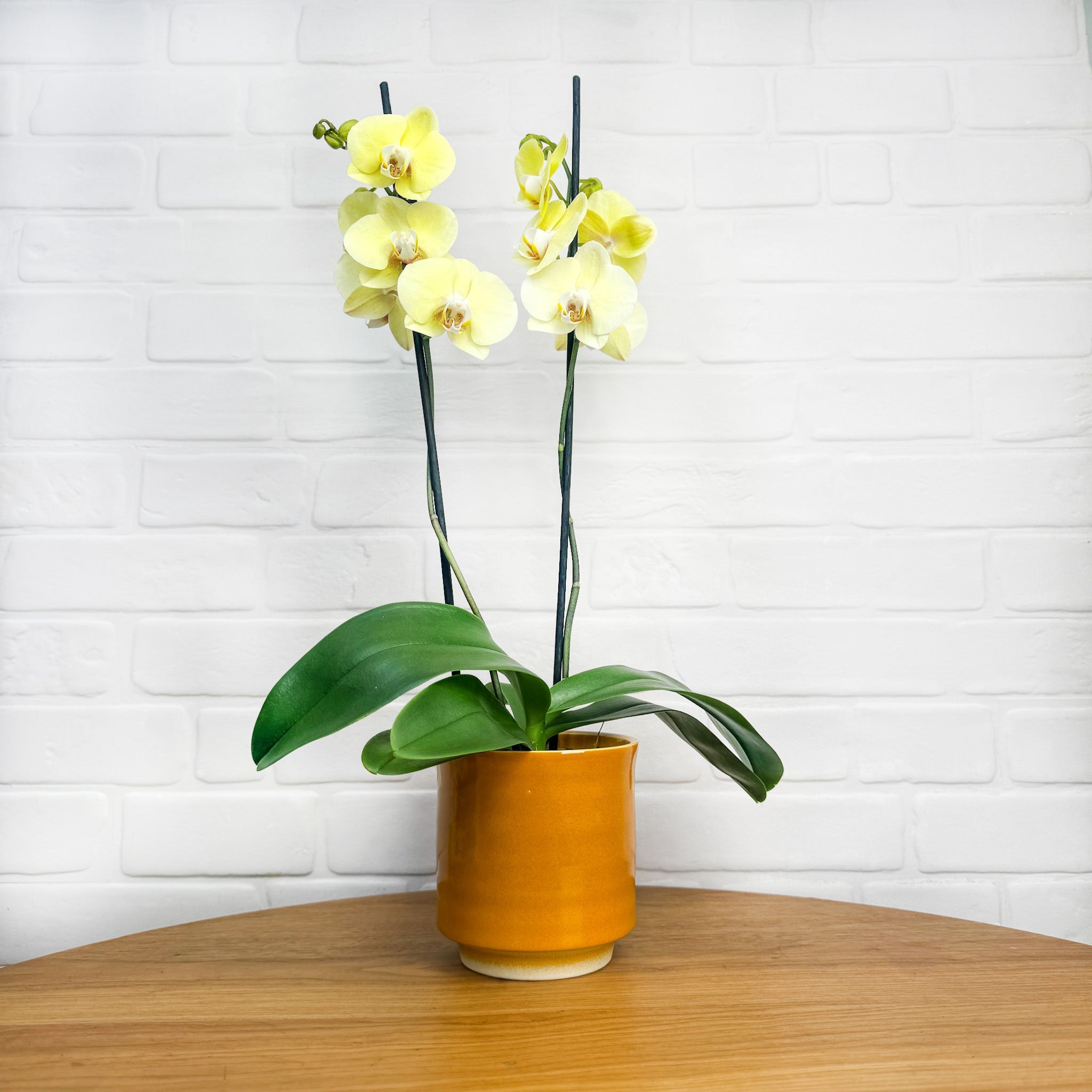 Sway: Large Orchid in Ceramic - Love Orchids