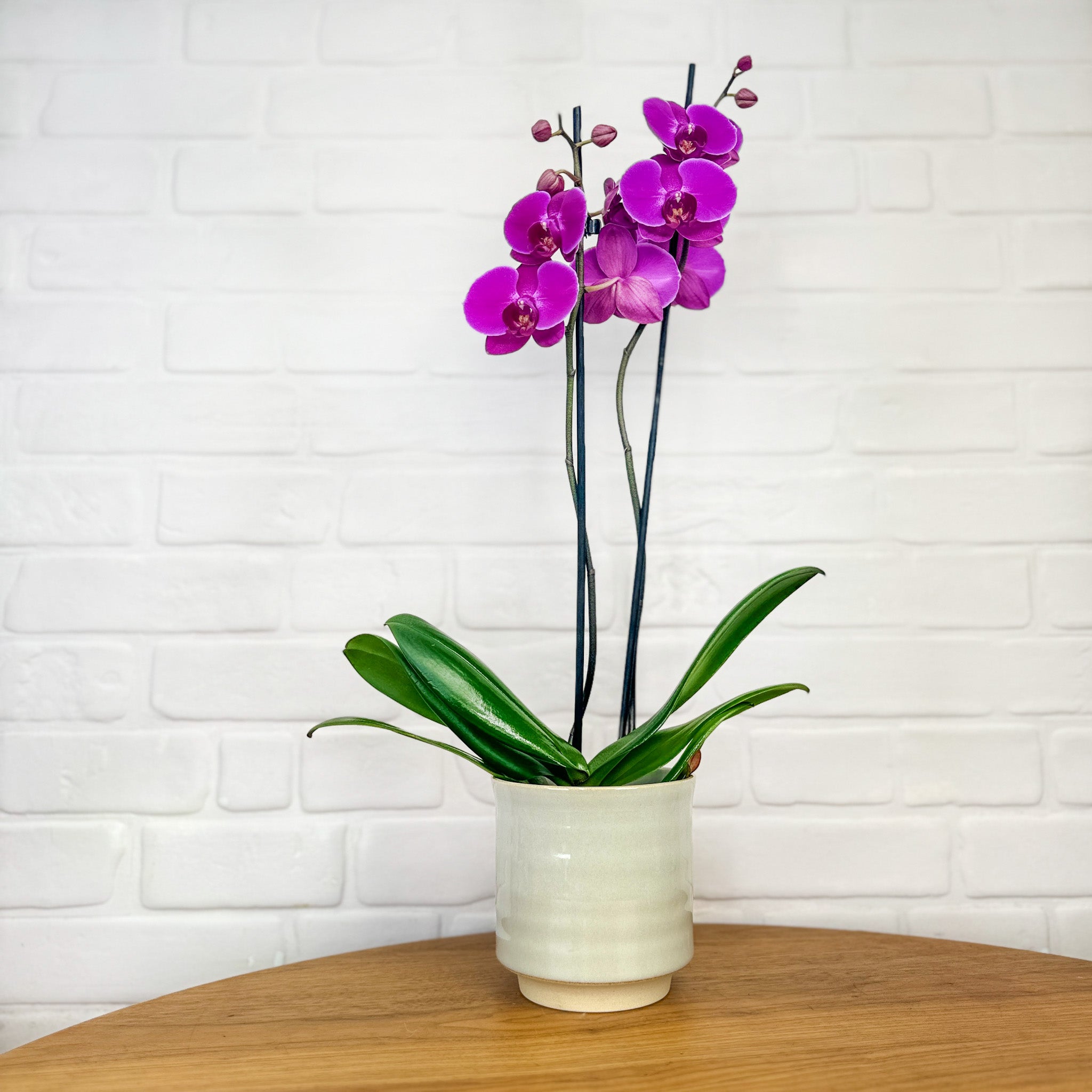 Sway: Large Orchid in Ceramic - Love Orchids