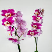 The Collectors: Barcelona - Love Orchids