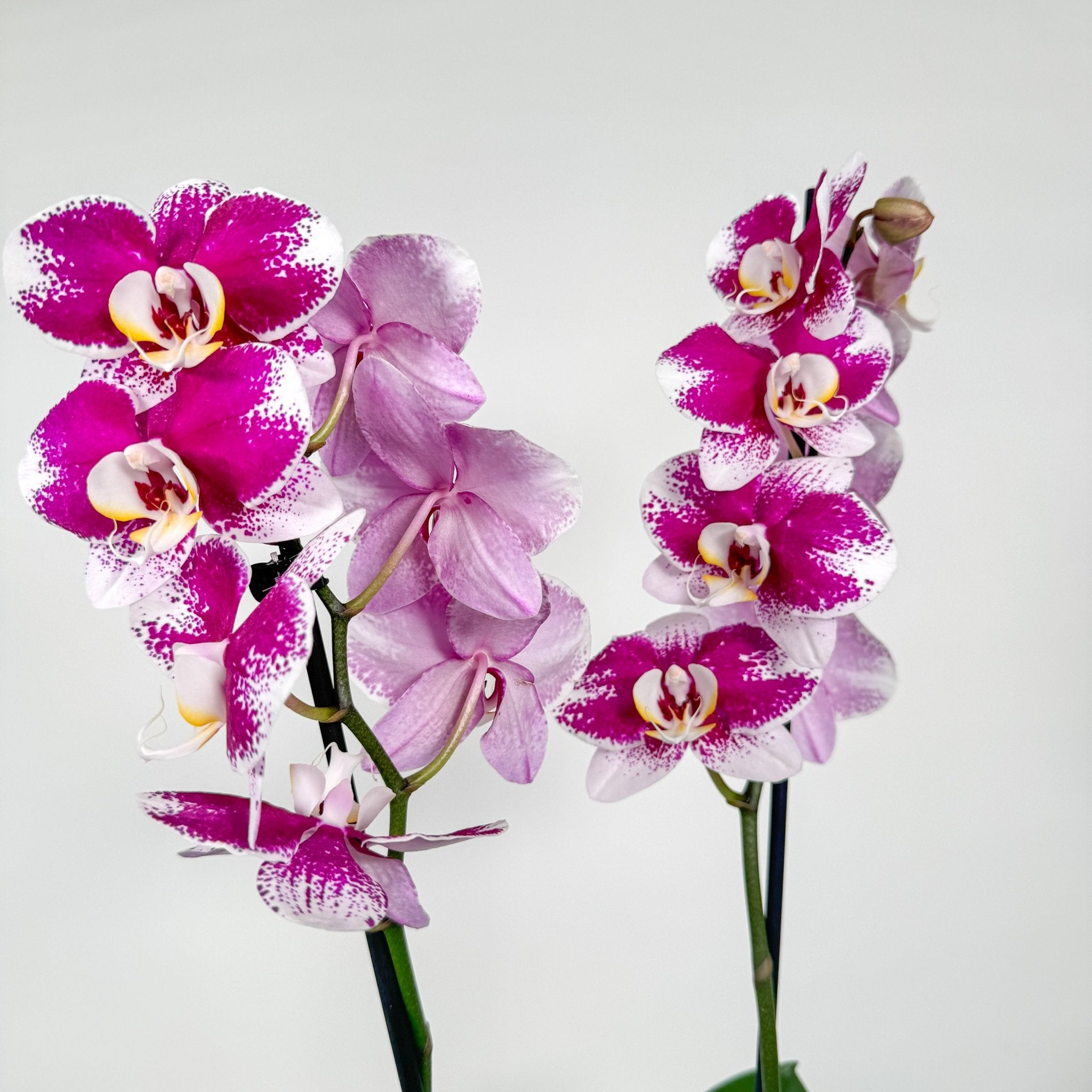 The Collectors: Barcelona - Love Orchids