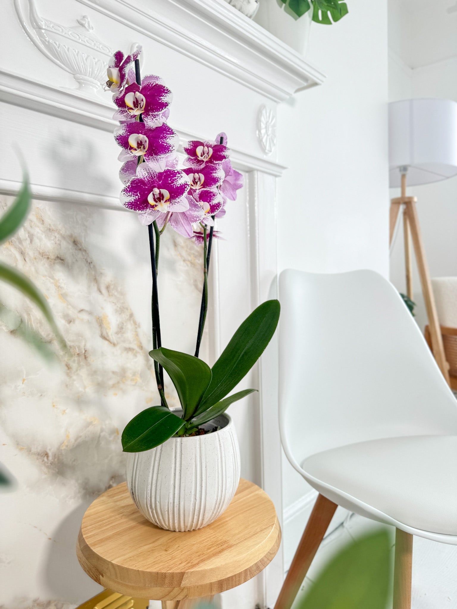 The Collectors: Barcelona - Love Orchids