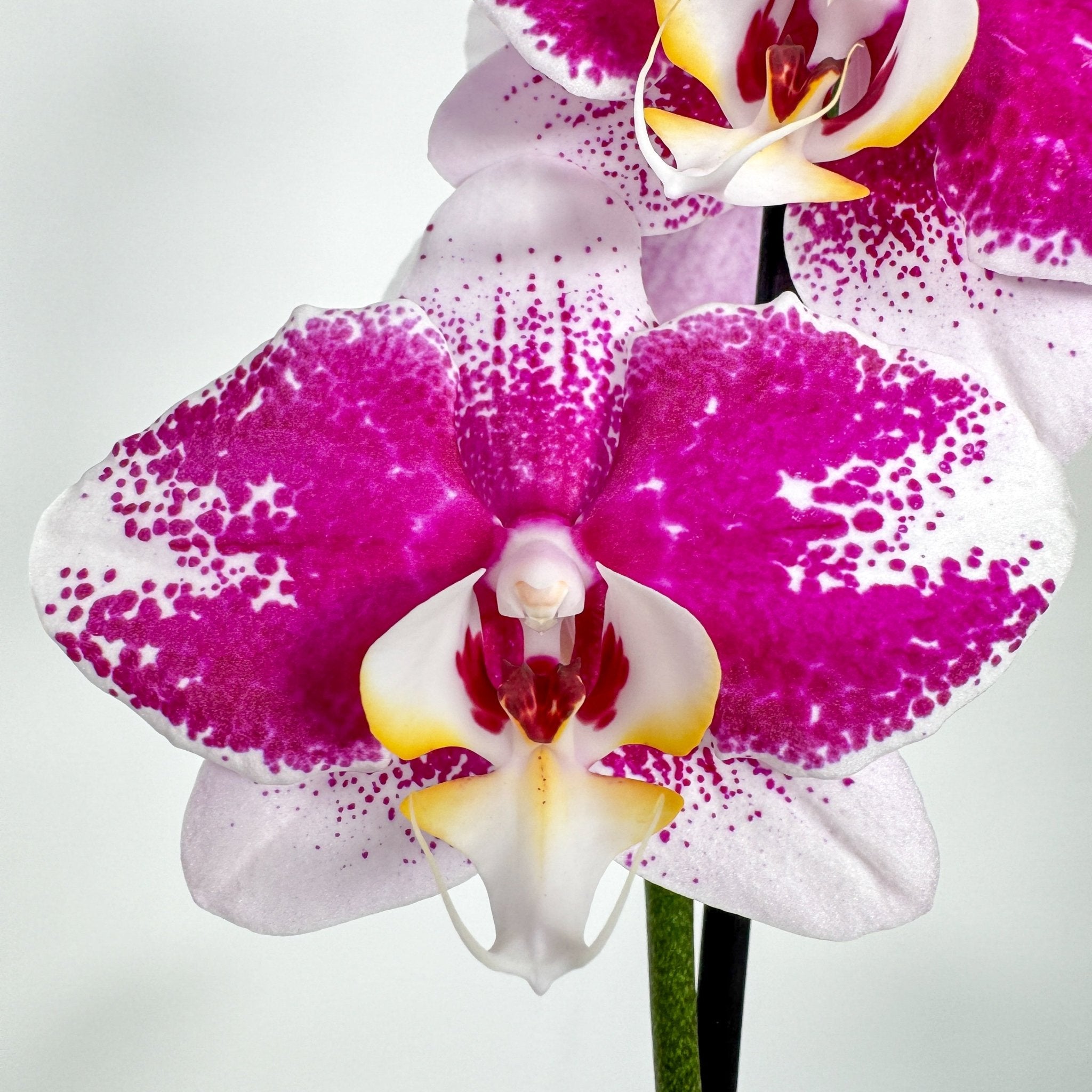 The Collectors: Barcelona - Love Orchids