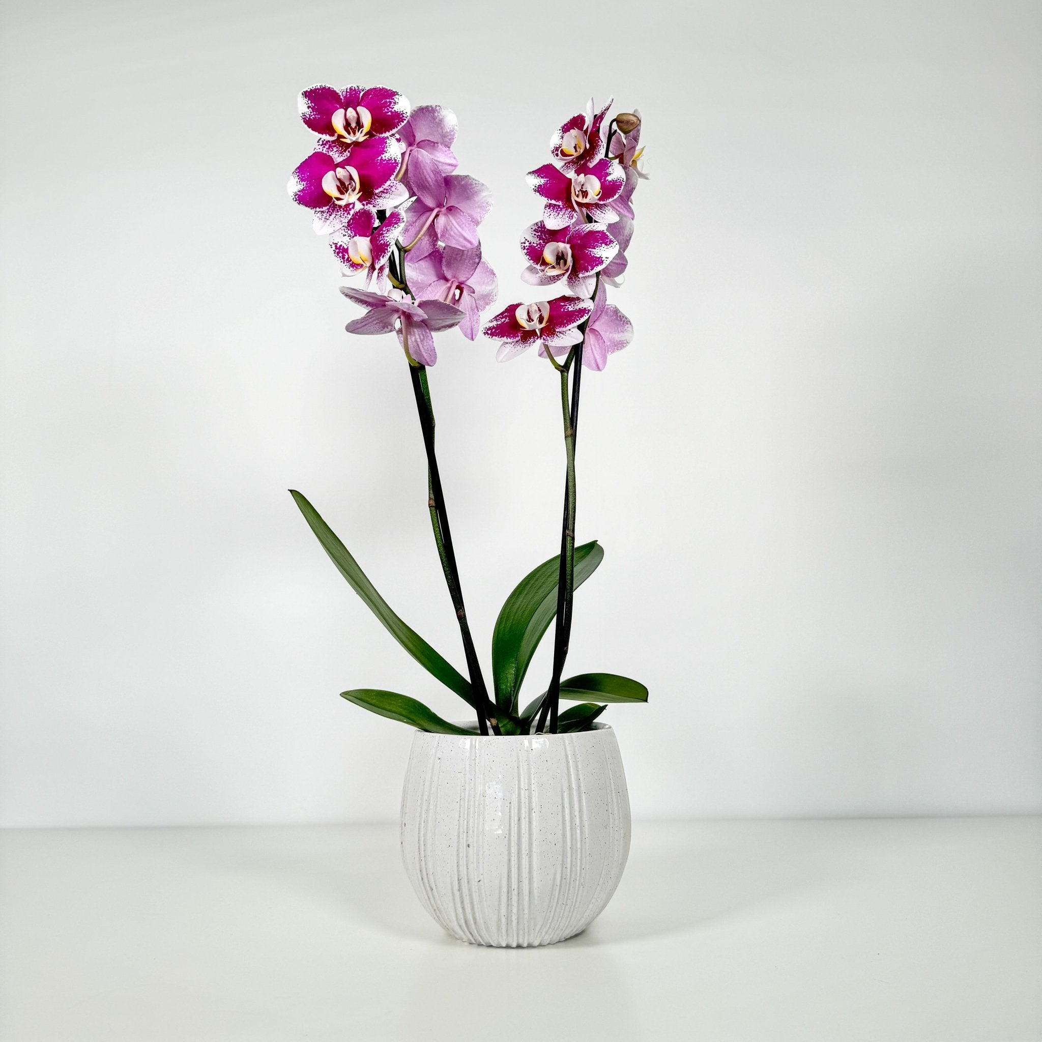 The Collectors: Barcelona - Love Orchids