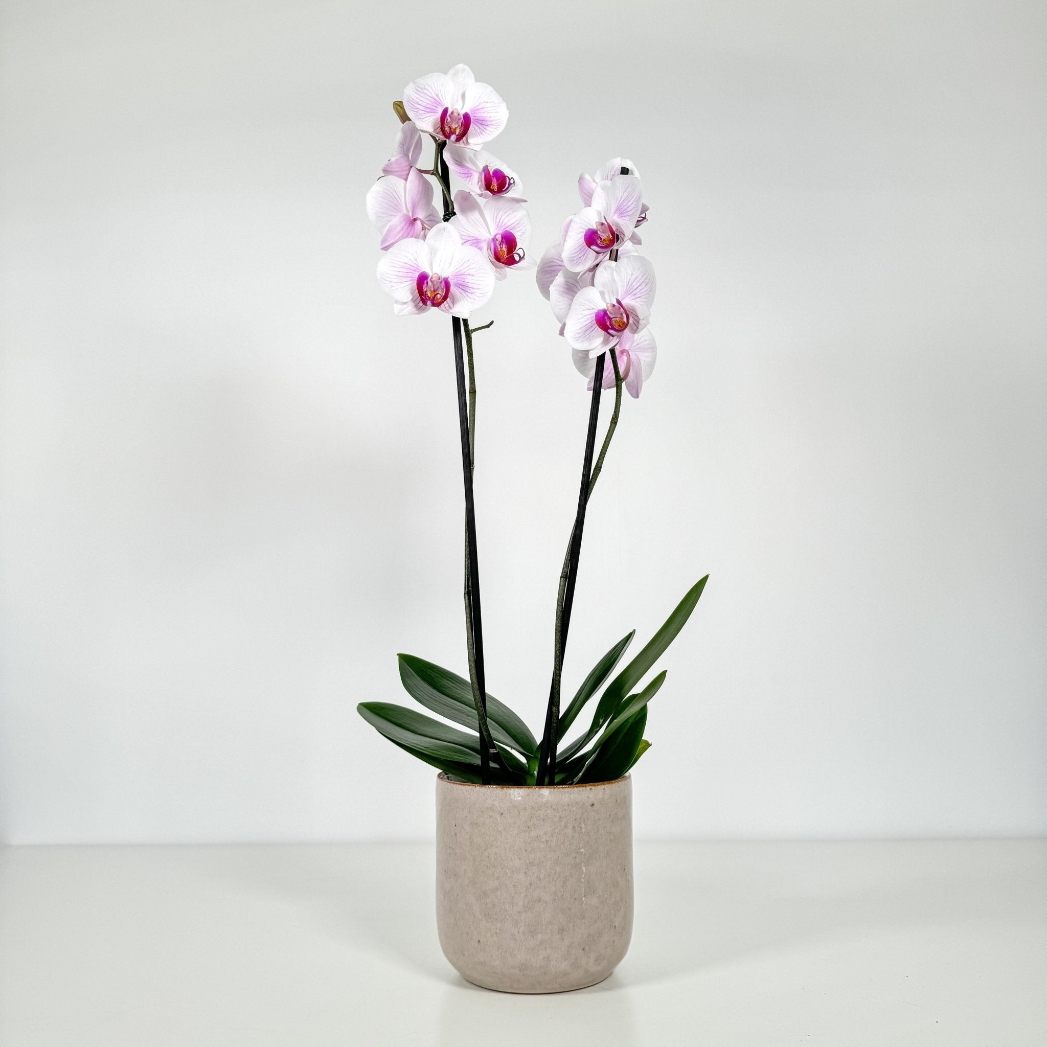 The Collectors: Denver - Love Orchids