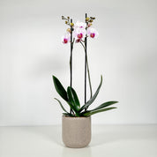 The Collectors: Duo - Love Orchids