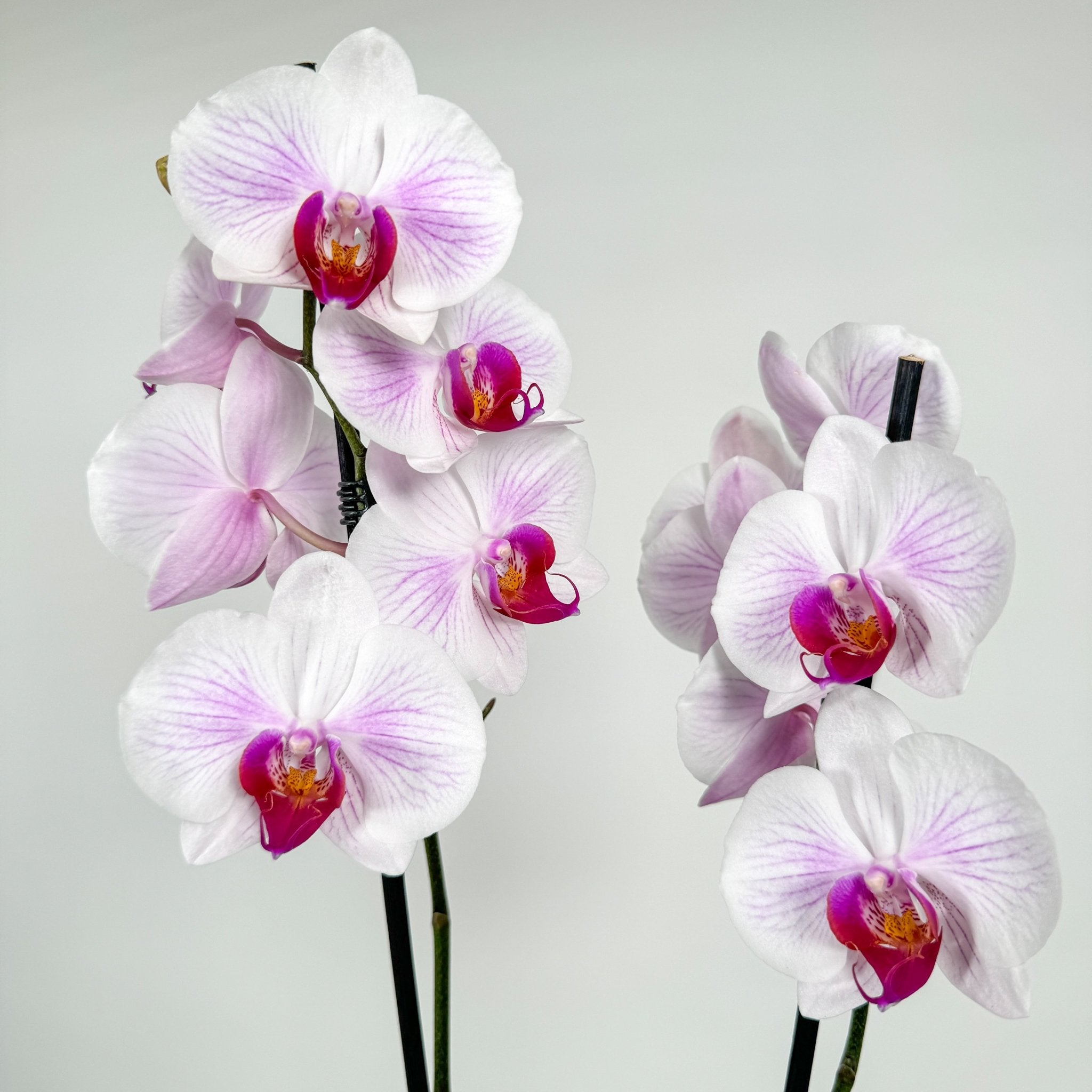 The Collectors: Duo - Love Orchids